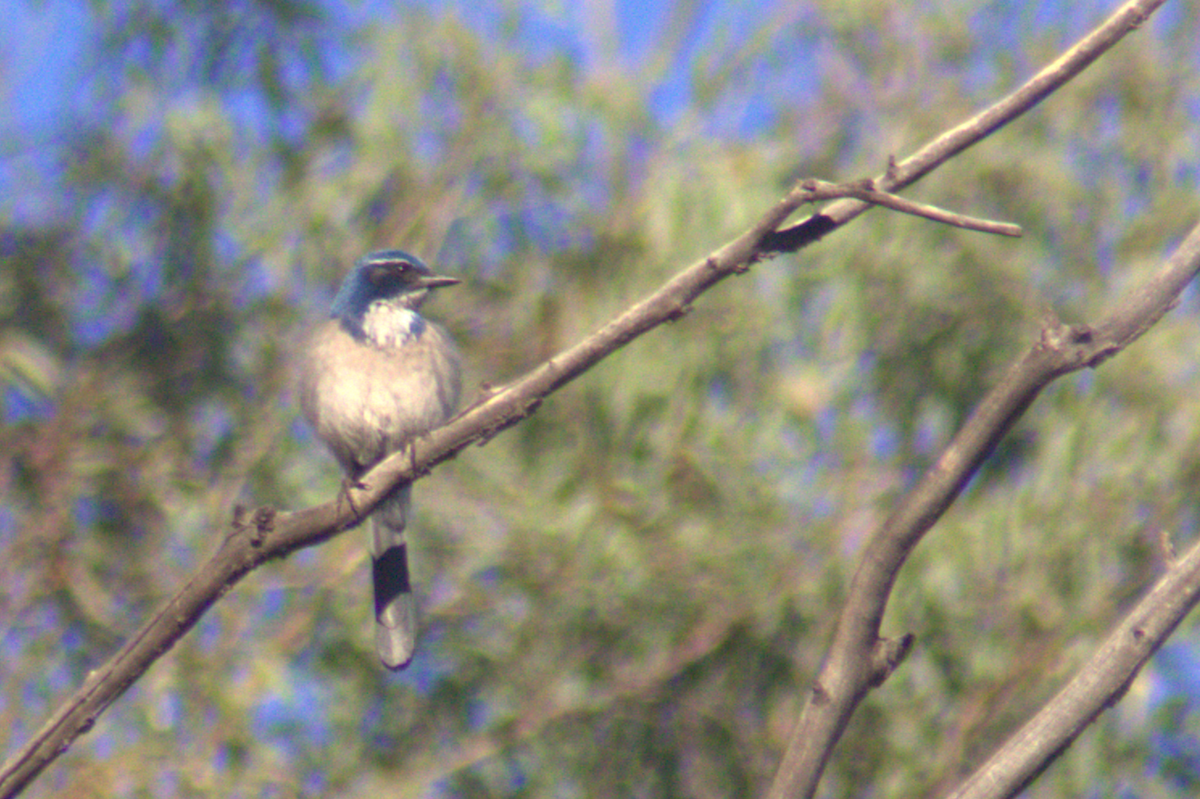 California Scrub-Jay - ML645614508