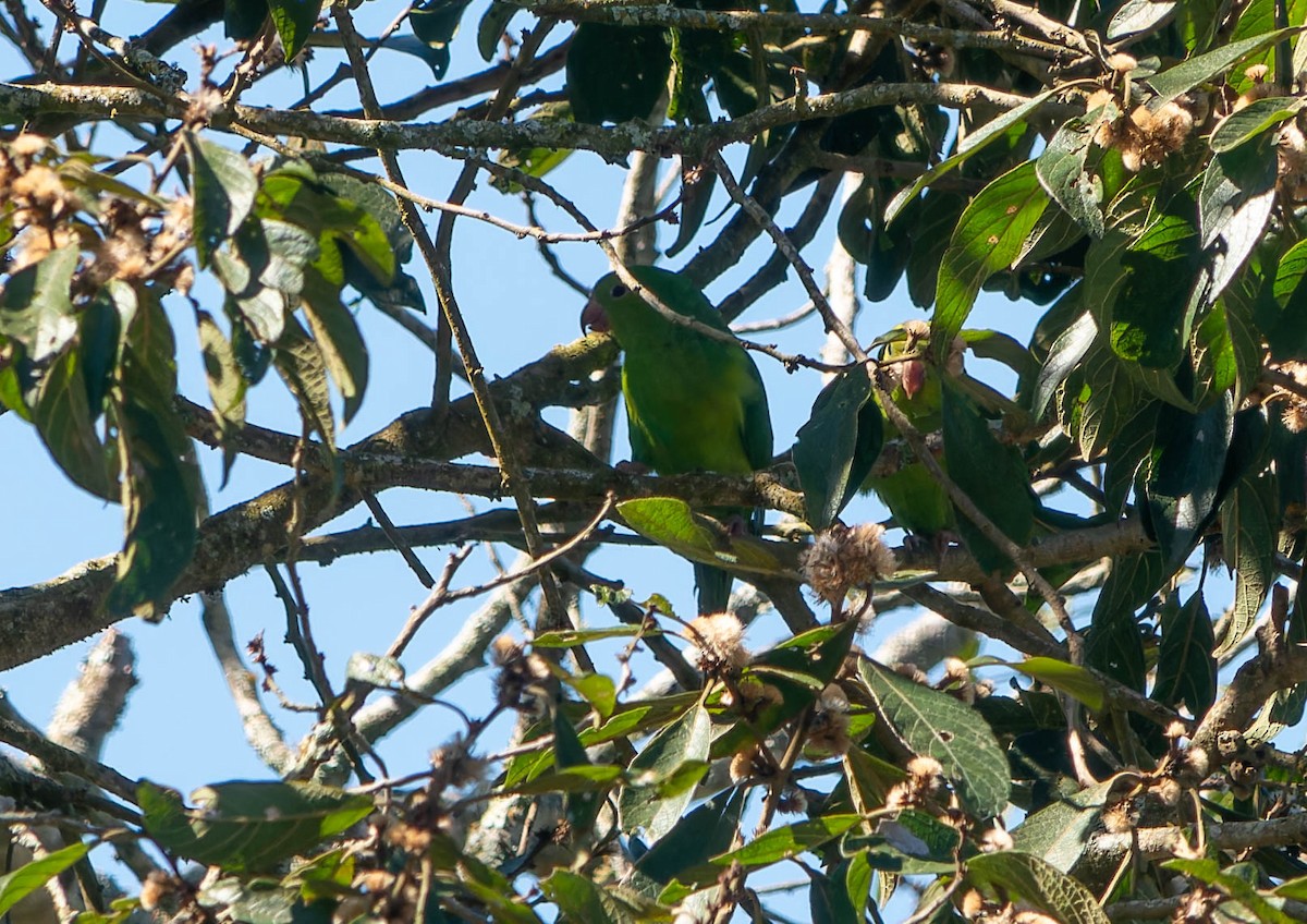 Plain Parakeet - ML645614510