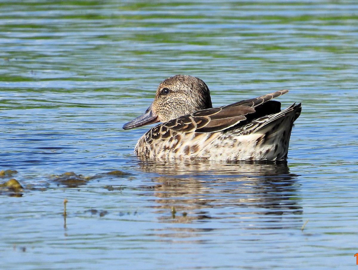 Green-winged Teal - ML645614512