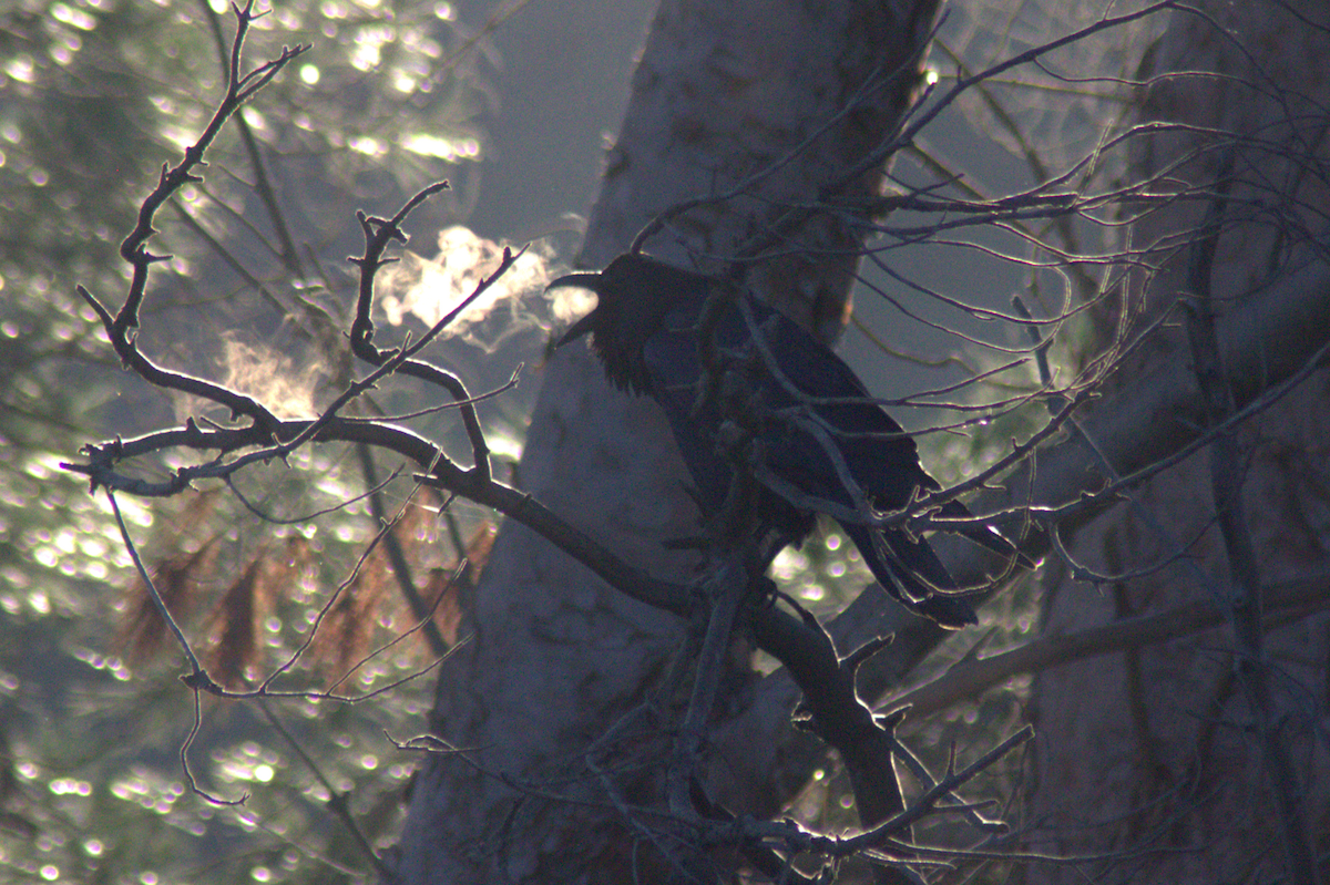 Kuzgun - ML645614513