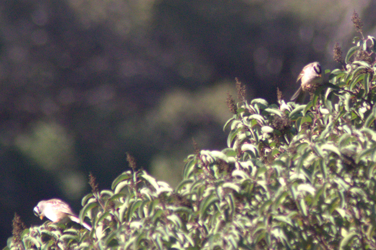 White-crowned Sparrow - ML645614525