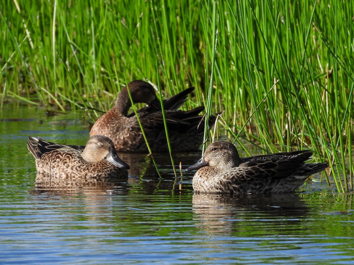 Green-winged Teal - ML645614538