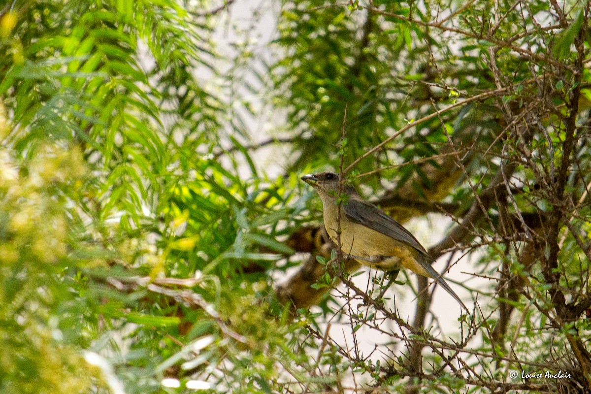 Blue-and-yellow Tanager - ML645614551