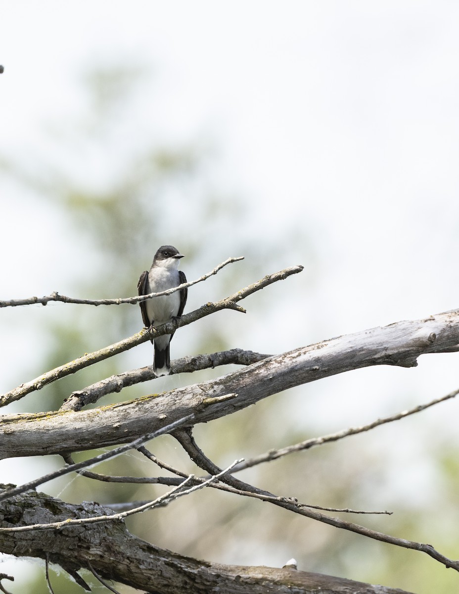 Tyran tritri - ML645614553