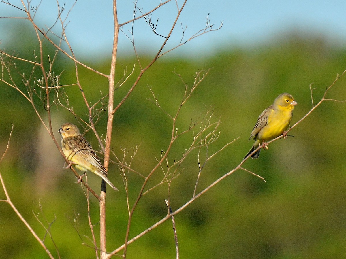 Grassland Yellow-Finch - ML645614560