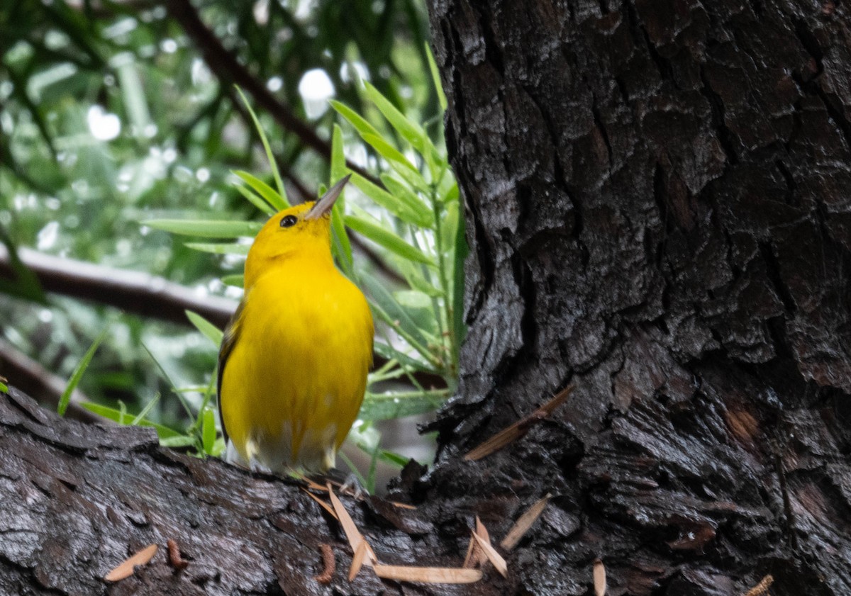 Prothonotary Warbler - ML645614573