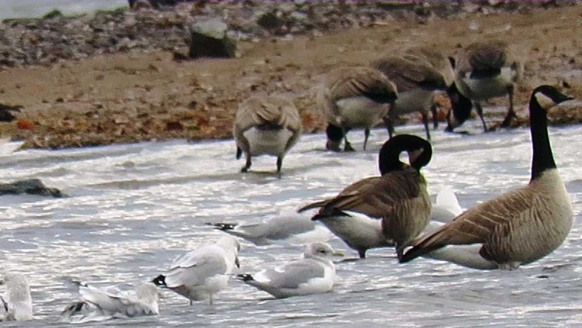 Short-billed Gull - ML645614583