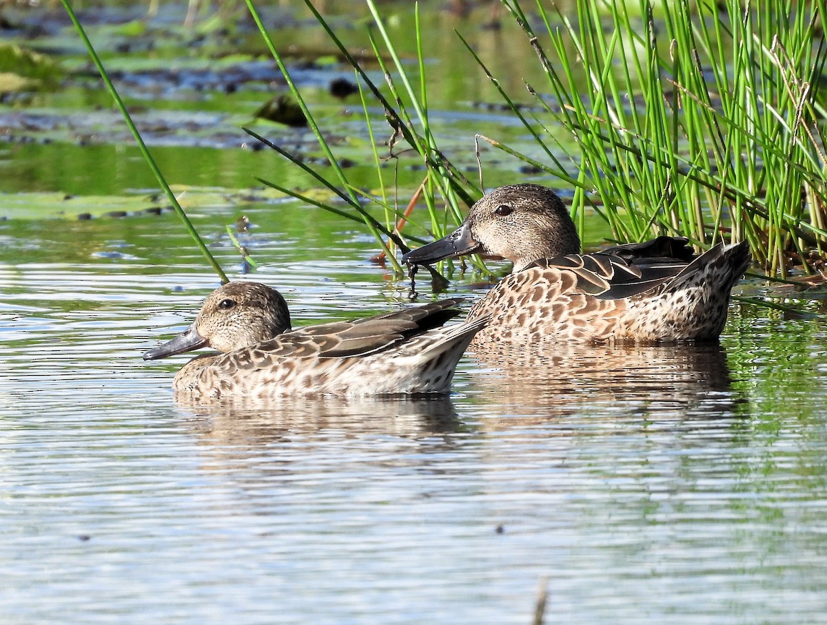 Green-winged Teal - ML645614586