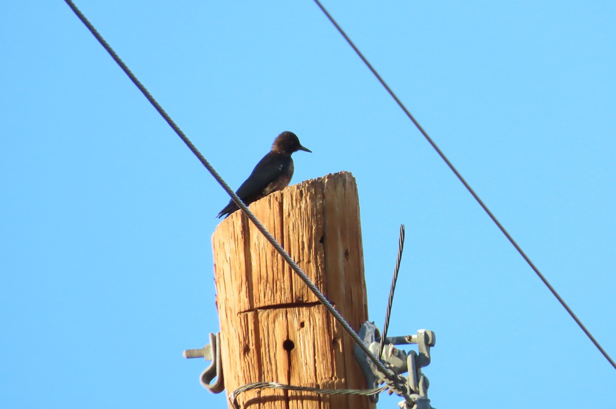 Blutgesichtspecht - ML645614587