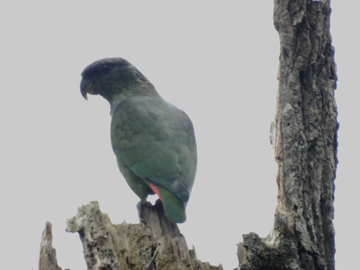 Scaly-headed Parrot - ML645614589