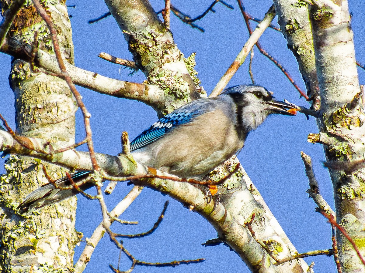 Blue Jay - ML645614597