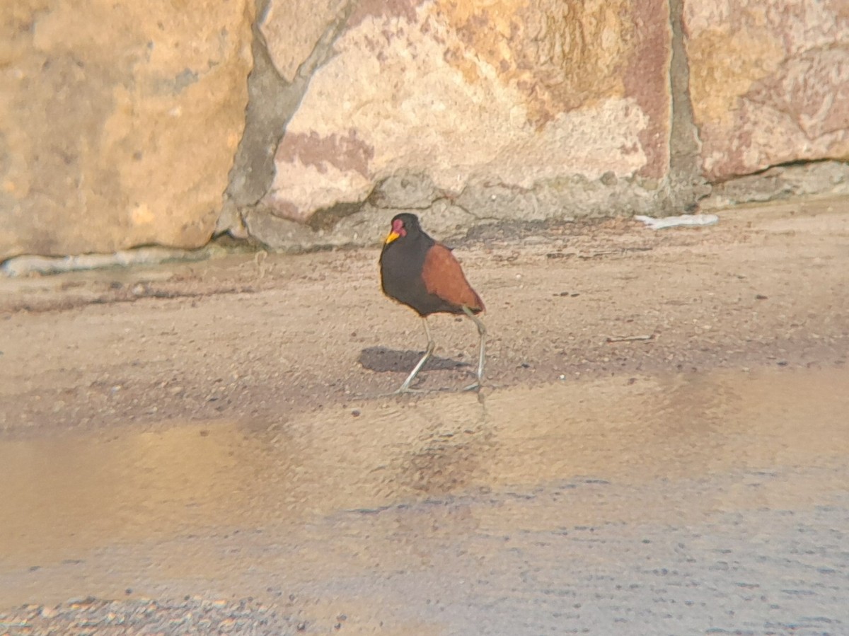 Wattled Jacana - ML645614598