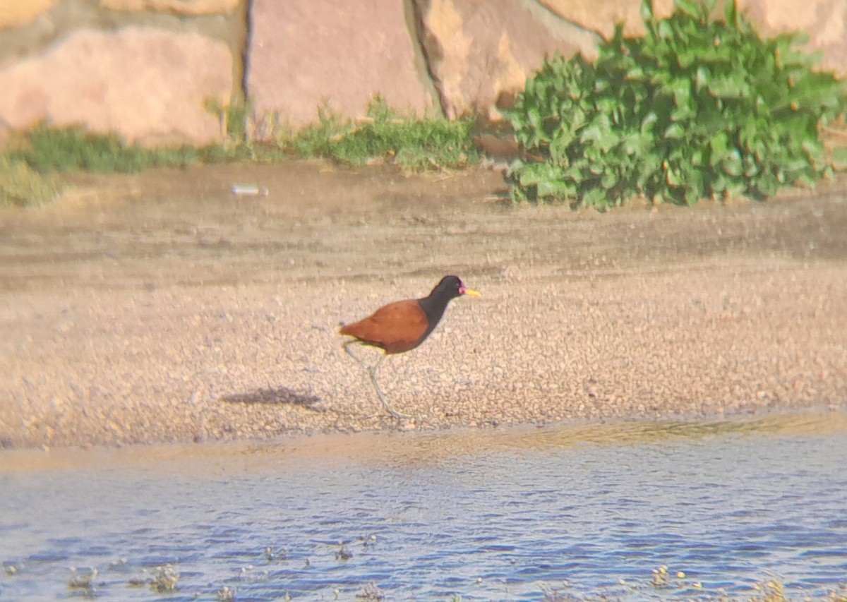 Wattled Jacana - ML645614599