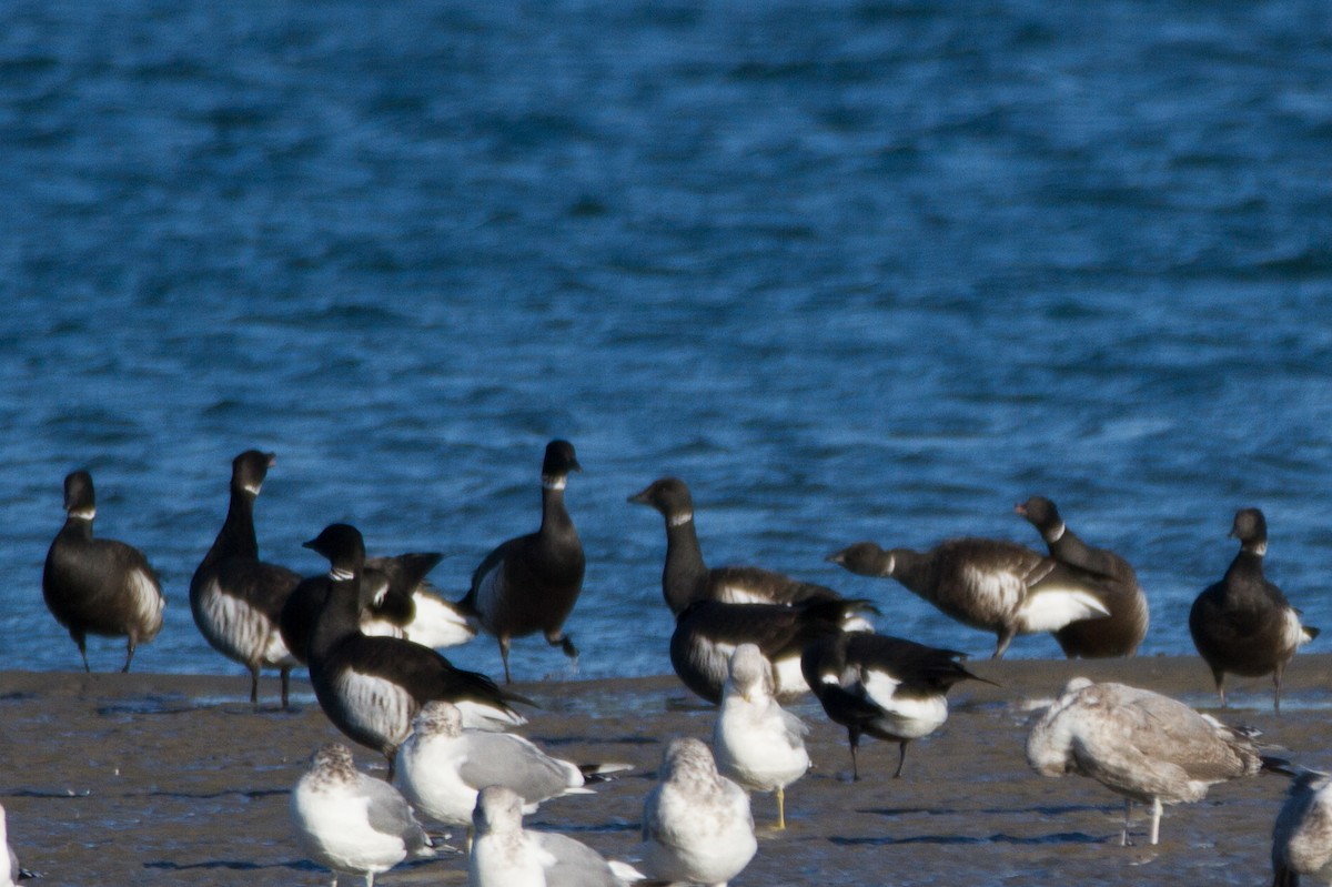 Oca colombaccio - ML645614602