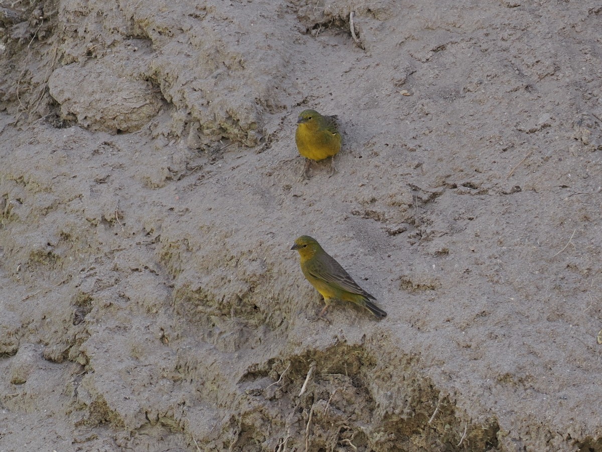 Greenish Yellow-Finch - ML645614608