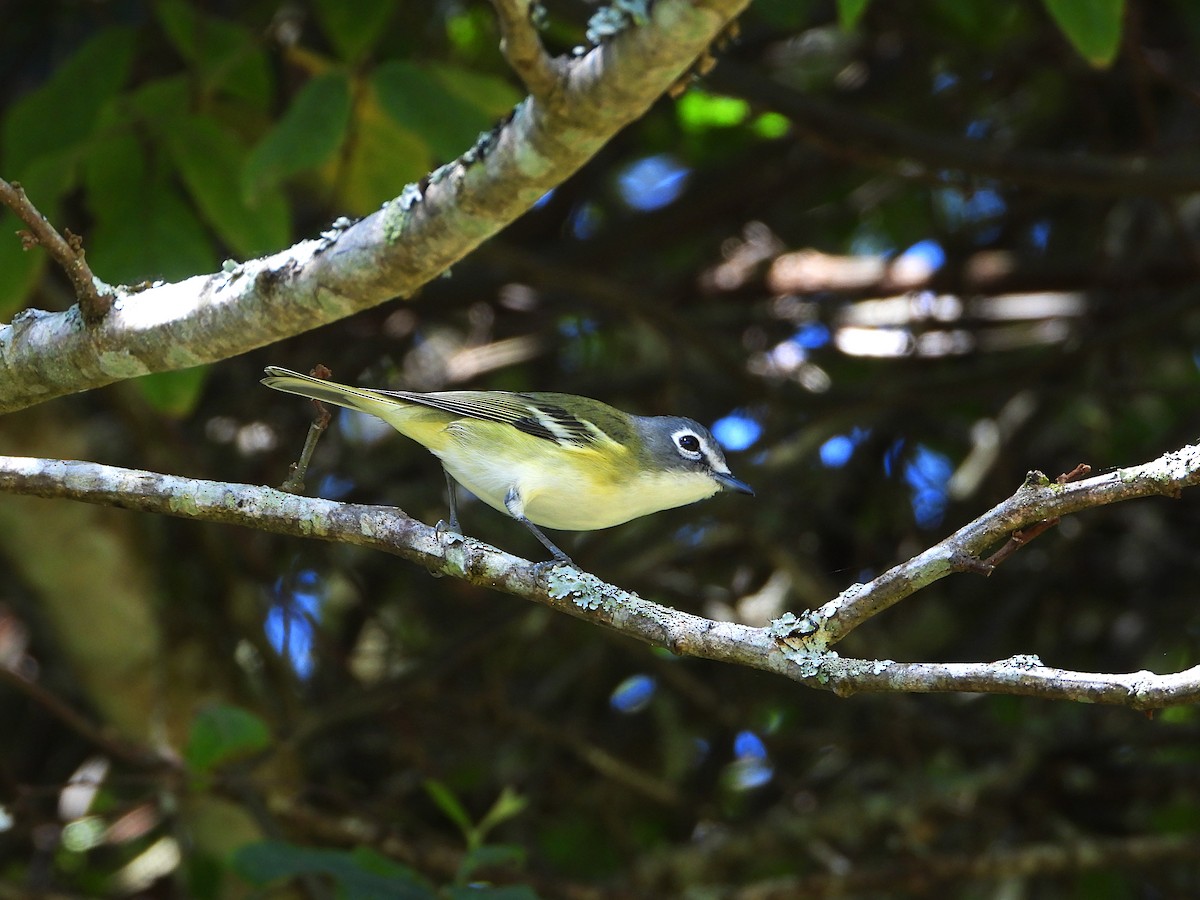 Blue-headed Vireo - ML645614610
