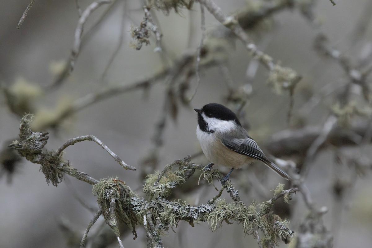 Black-capped Chickadee - ML645614611