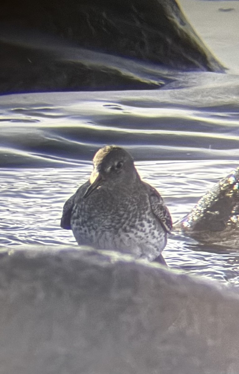 Rock Sandpiper - ML645614613