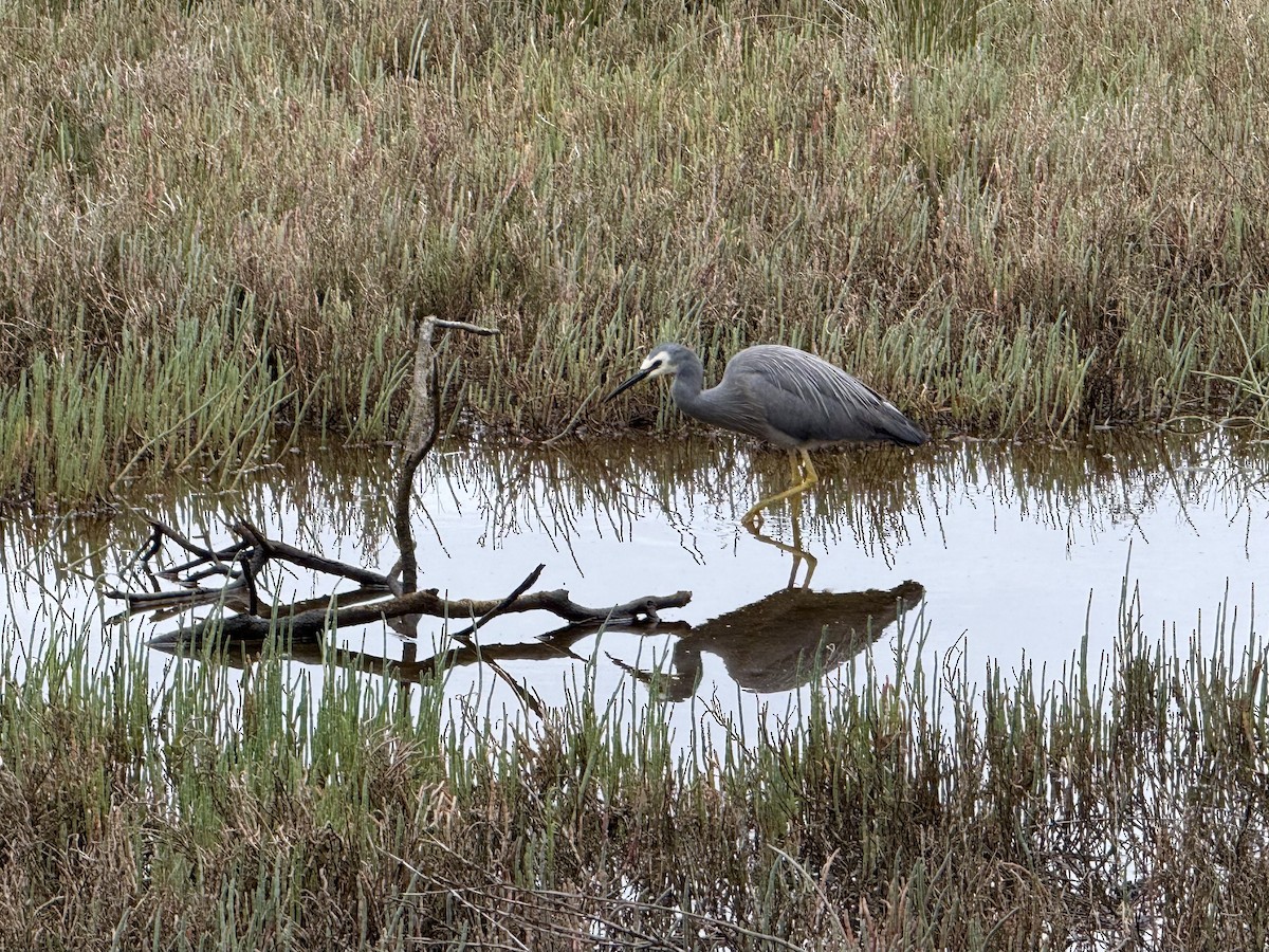White-faced Heron - ML645614616