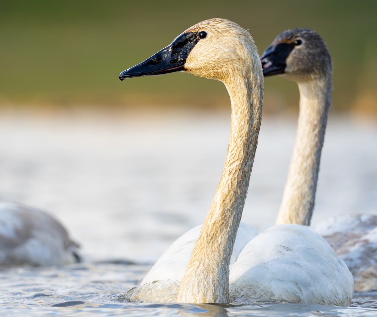 labuť trubač - ML645614618