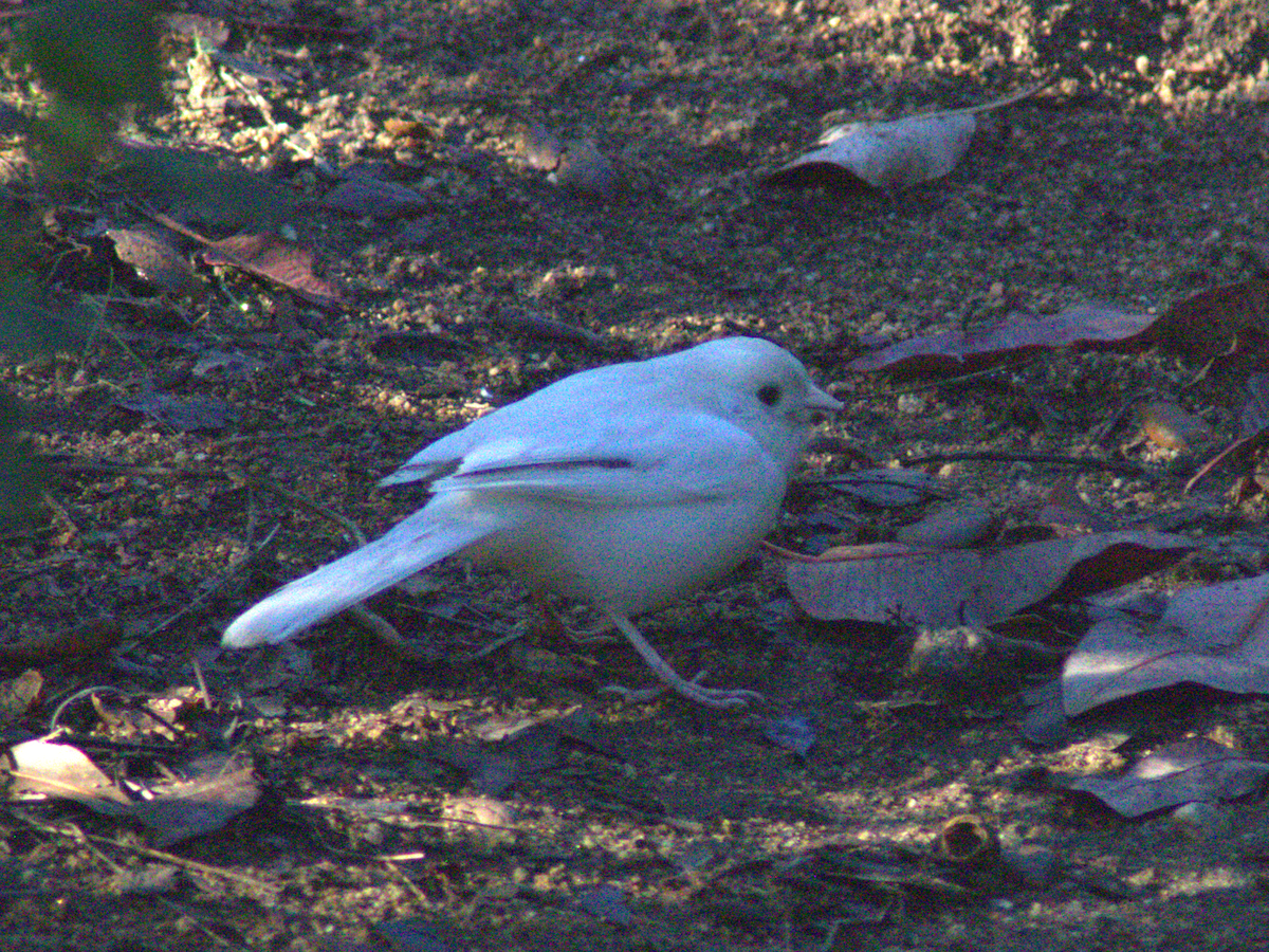 California Towhee - ML645614619