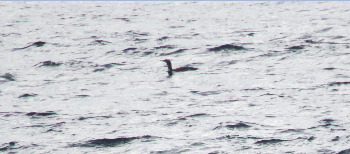 Red-throated Loon - ML645614620