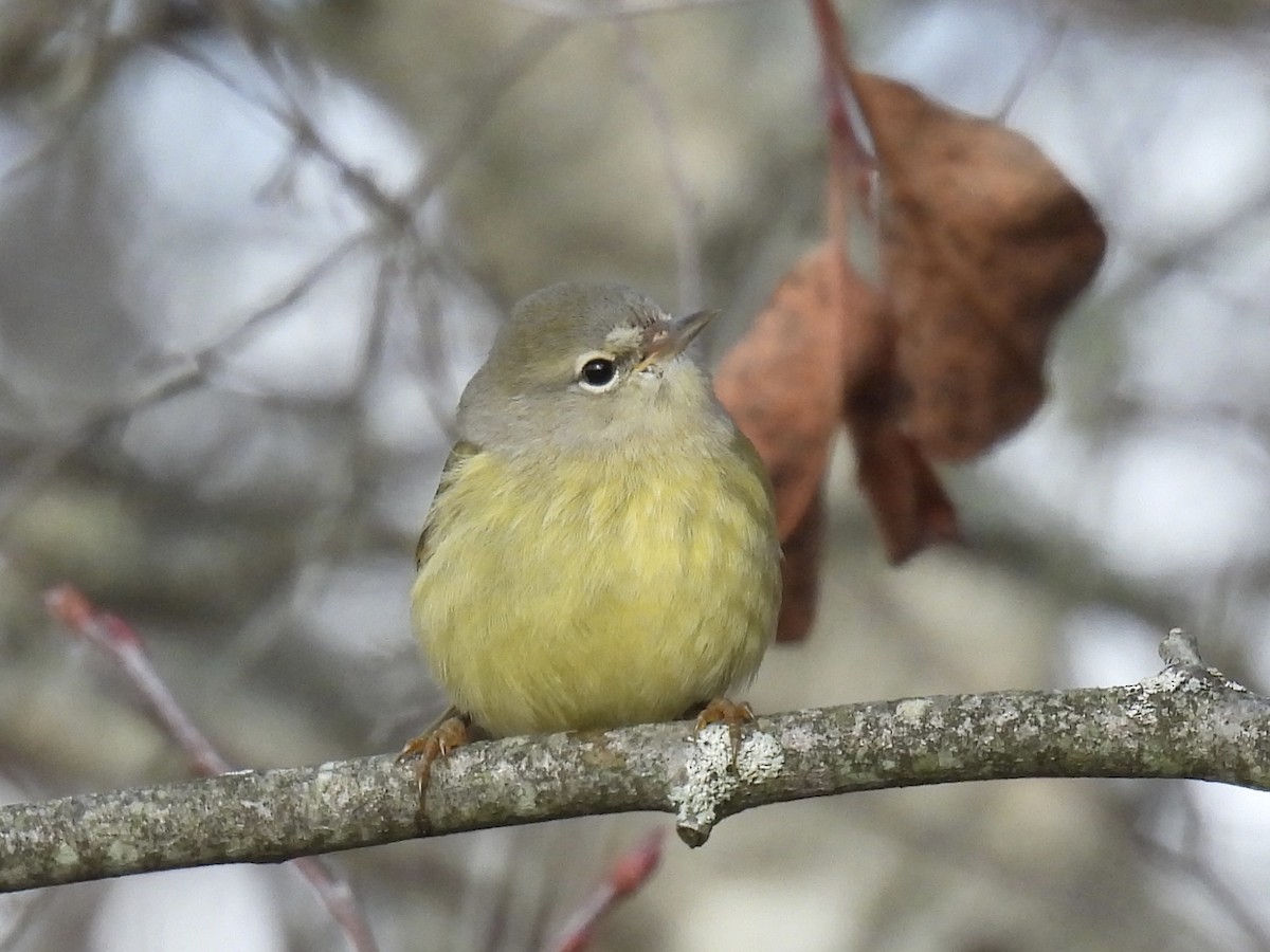 Orange-crowned Warbler - ML645614629