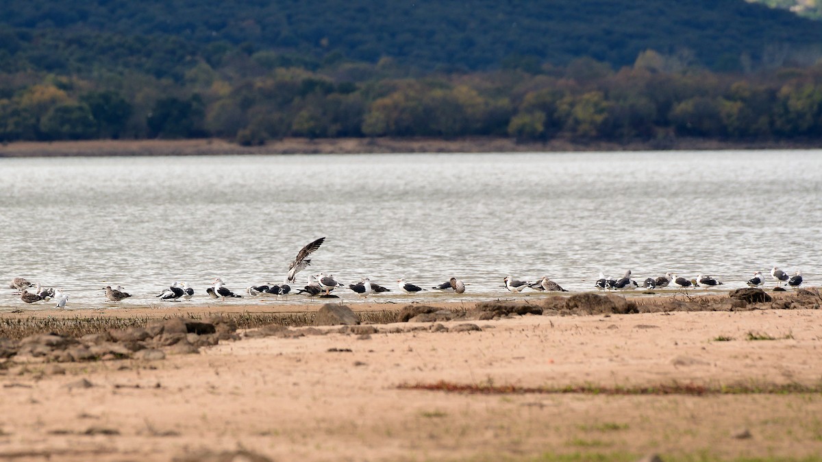 小黑背鷗 - ML645614651