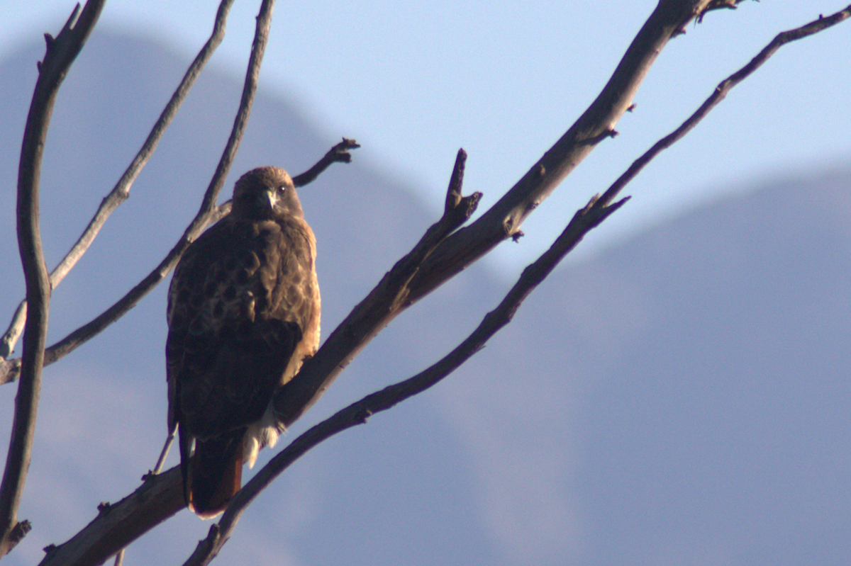Red-tailed Hawk - ML645614660