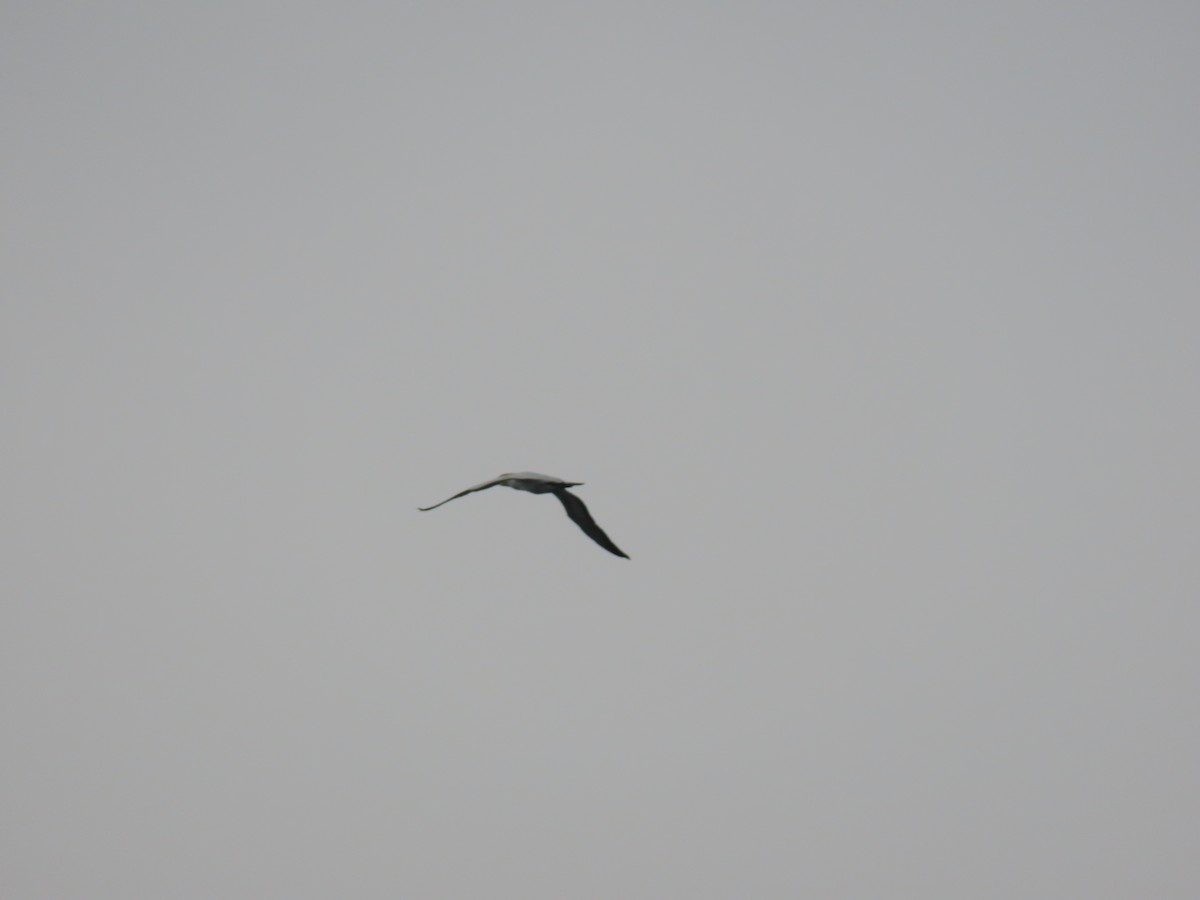 Australasian Gannet - ML645614662