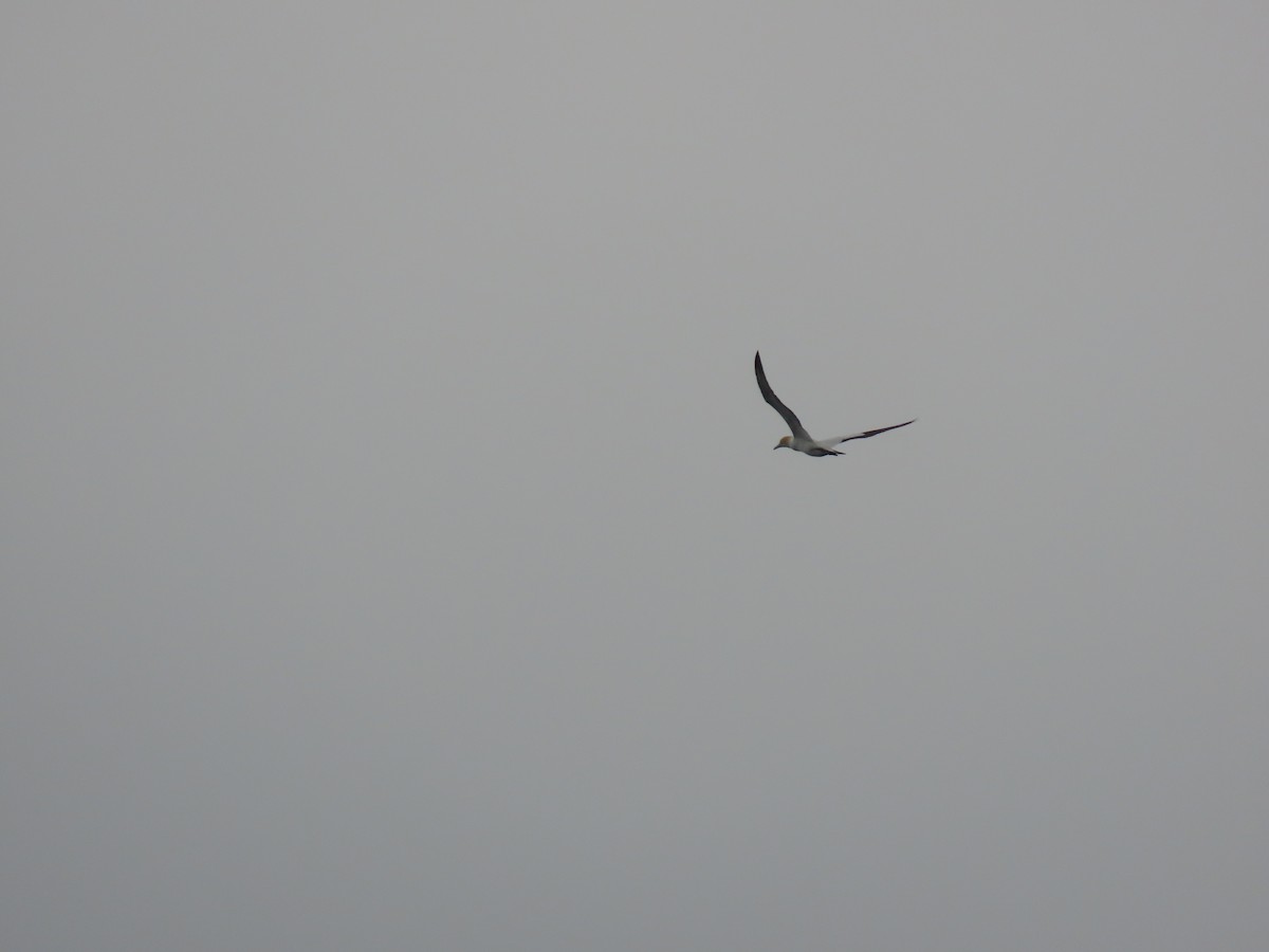 Australasian Gannet - ML645614664