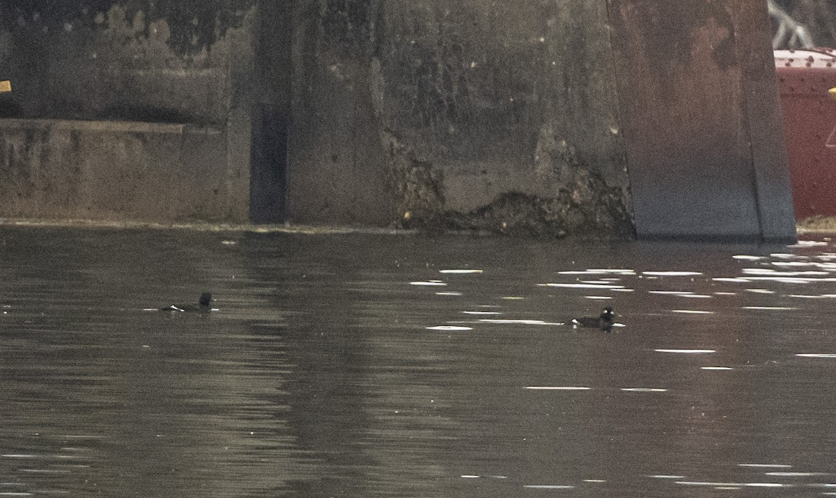 White-winged Scoter - ML645614667