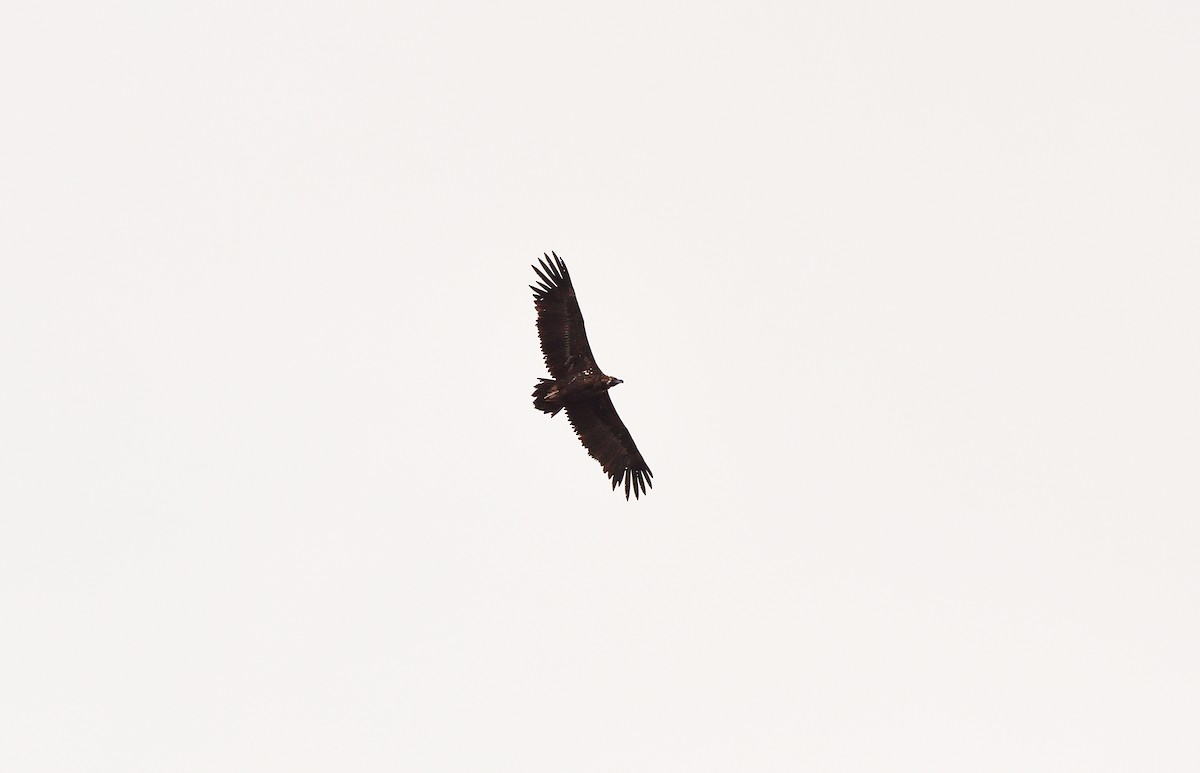 Sai beltza - ML645614673