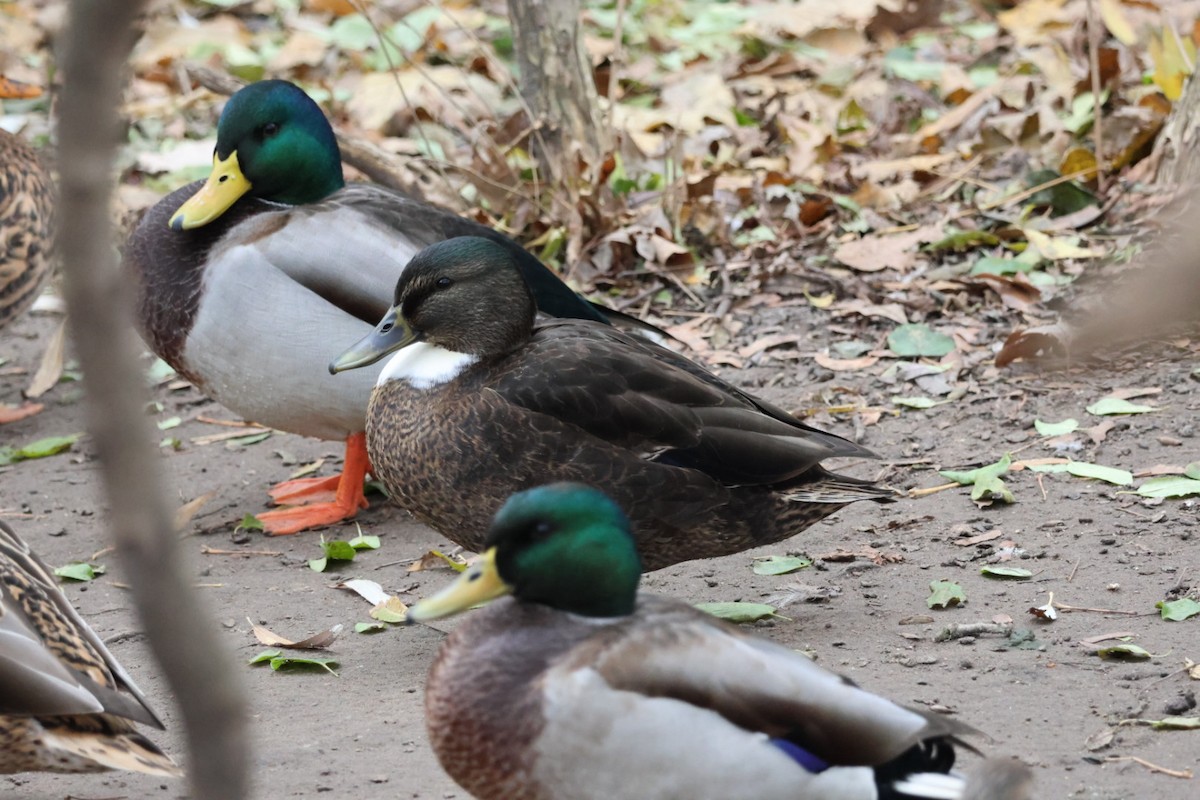 Mallard (Domestic type) - ML645614675