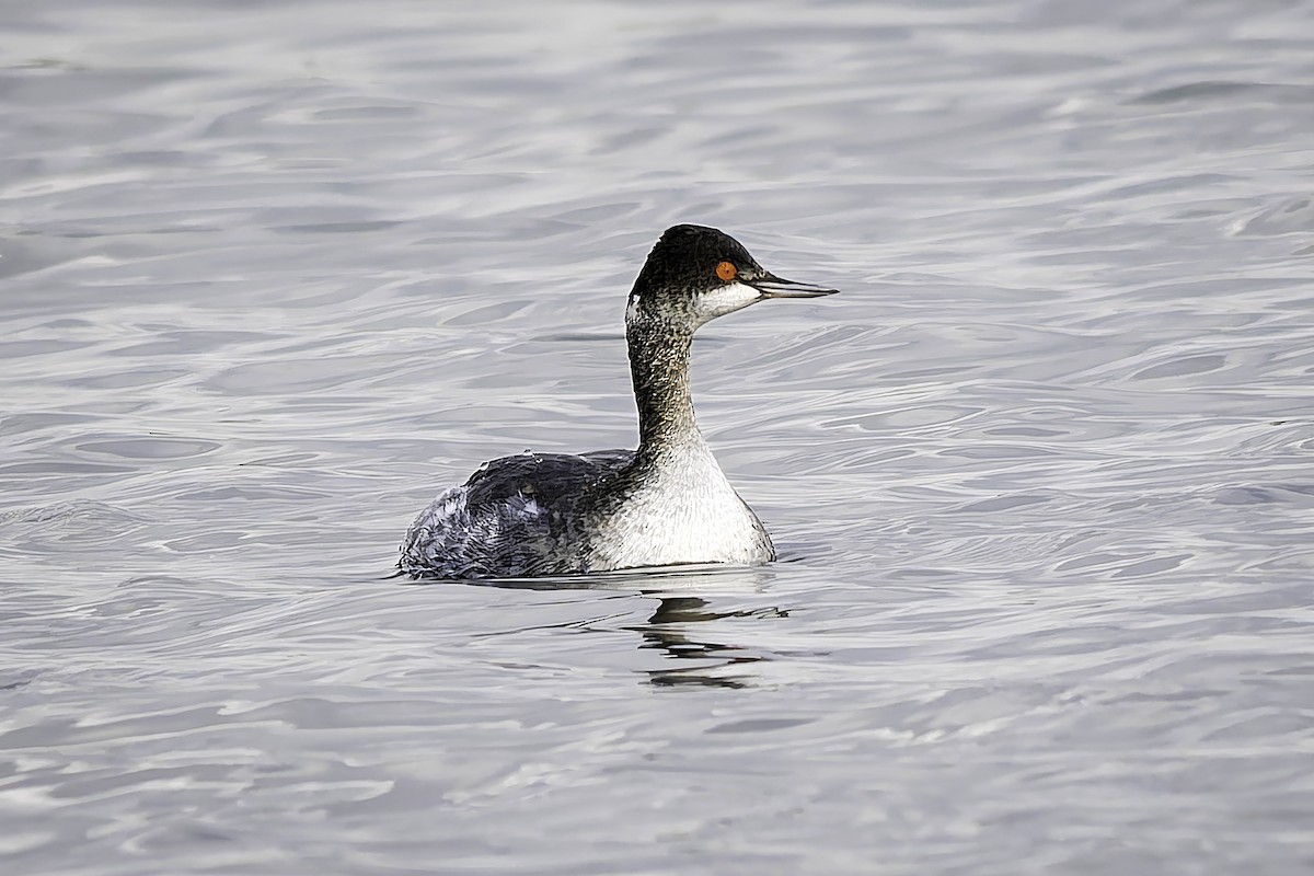 Schwarzhalstaucher - ML645614683