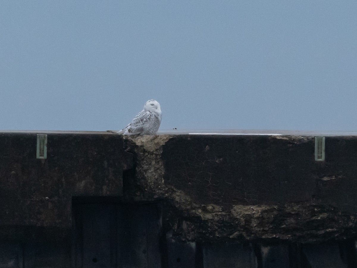 לילית שלג - ML645614687