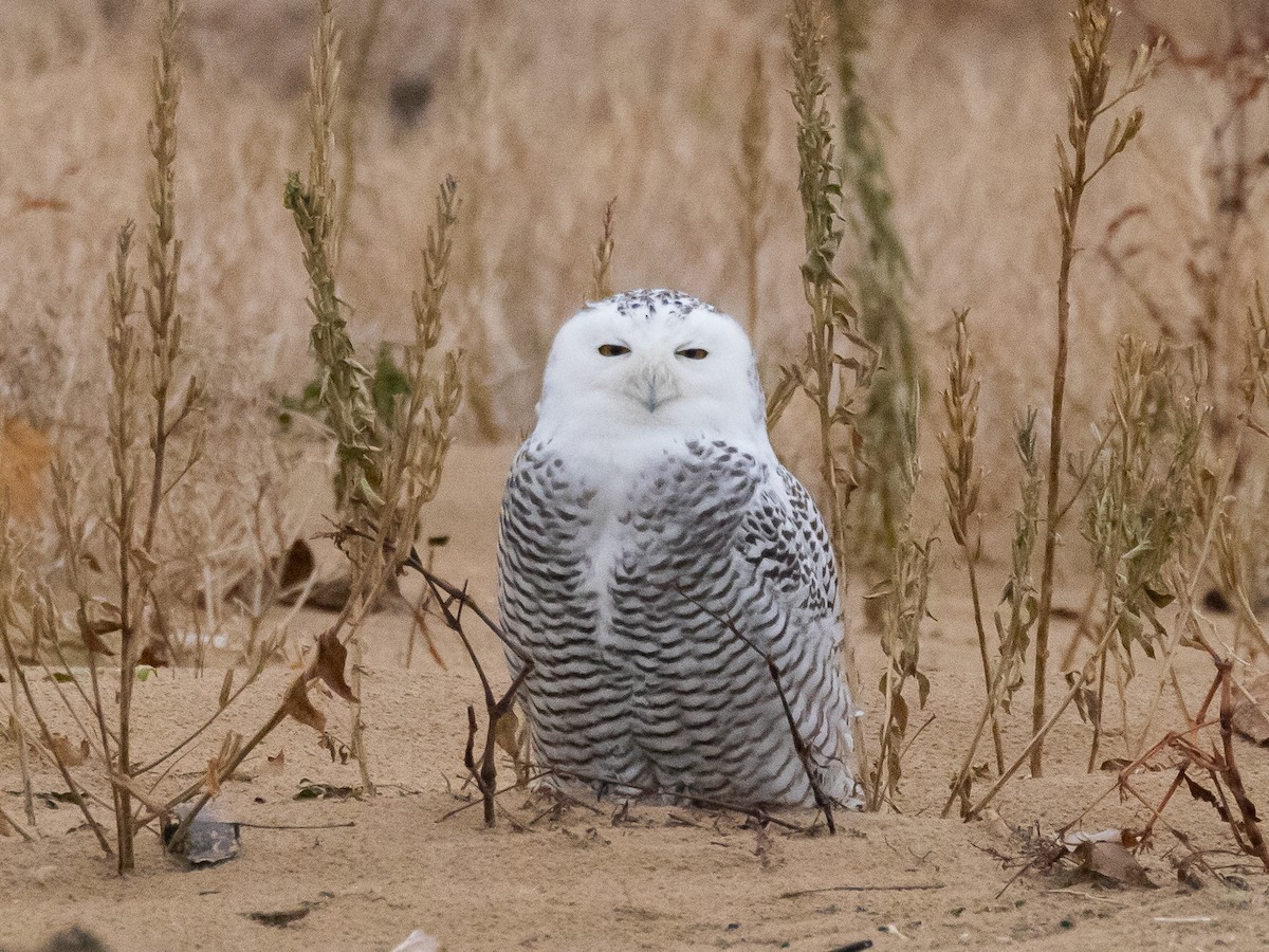 לילית שלג - ML645614688