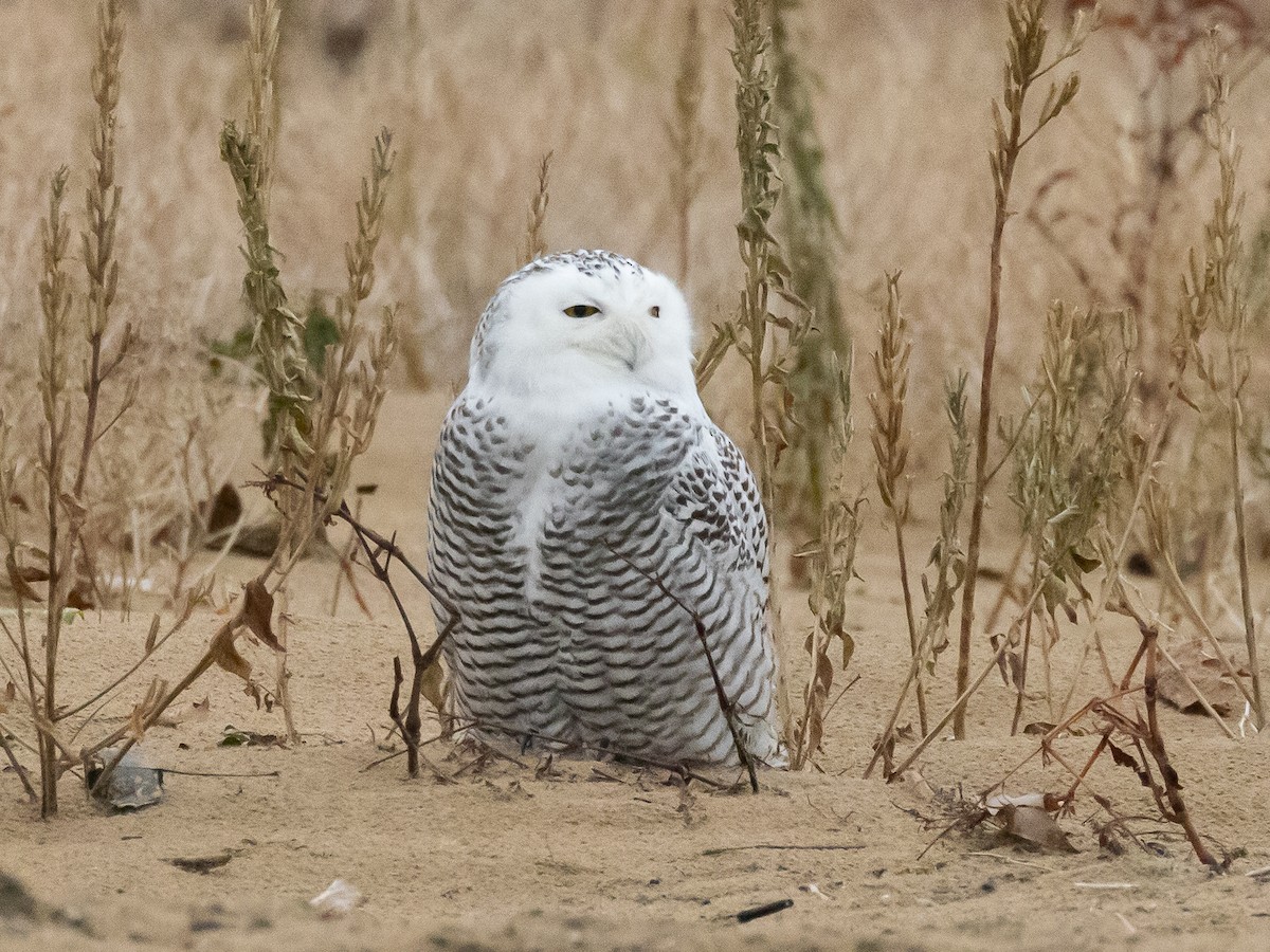 לילית שלג - ML645614689
