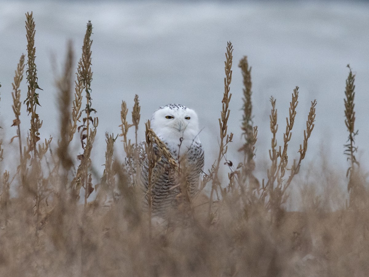 לילית שלג - ML645614690