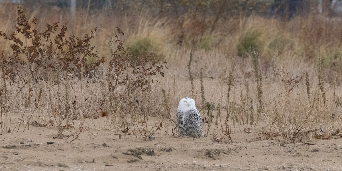 לילית שלג - ML645614692