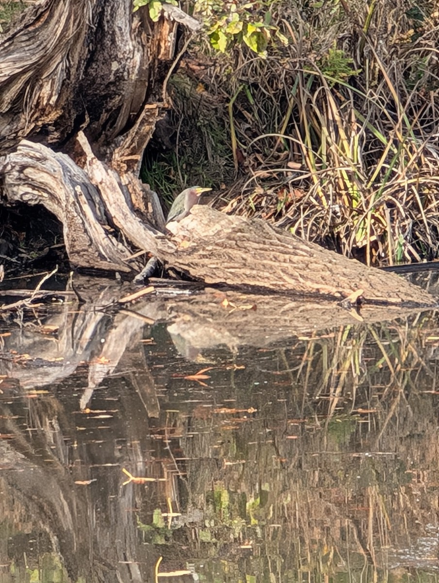 Green Heron - ML645614693