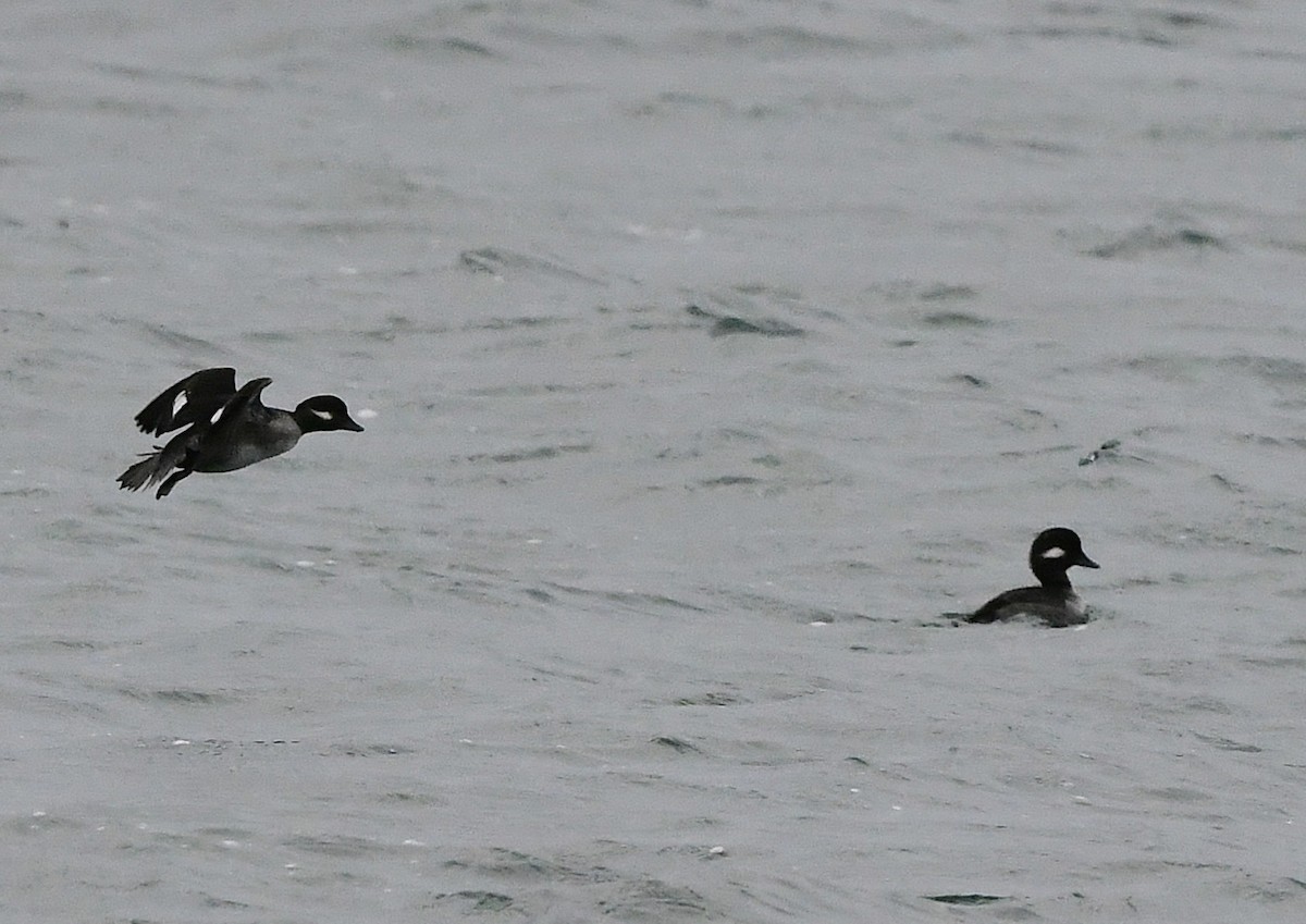 Bufflehead - ML645614699