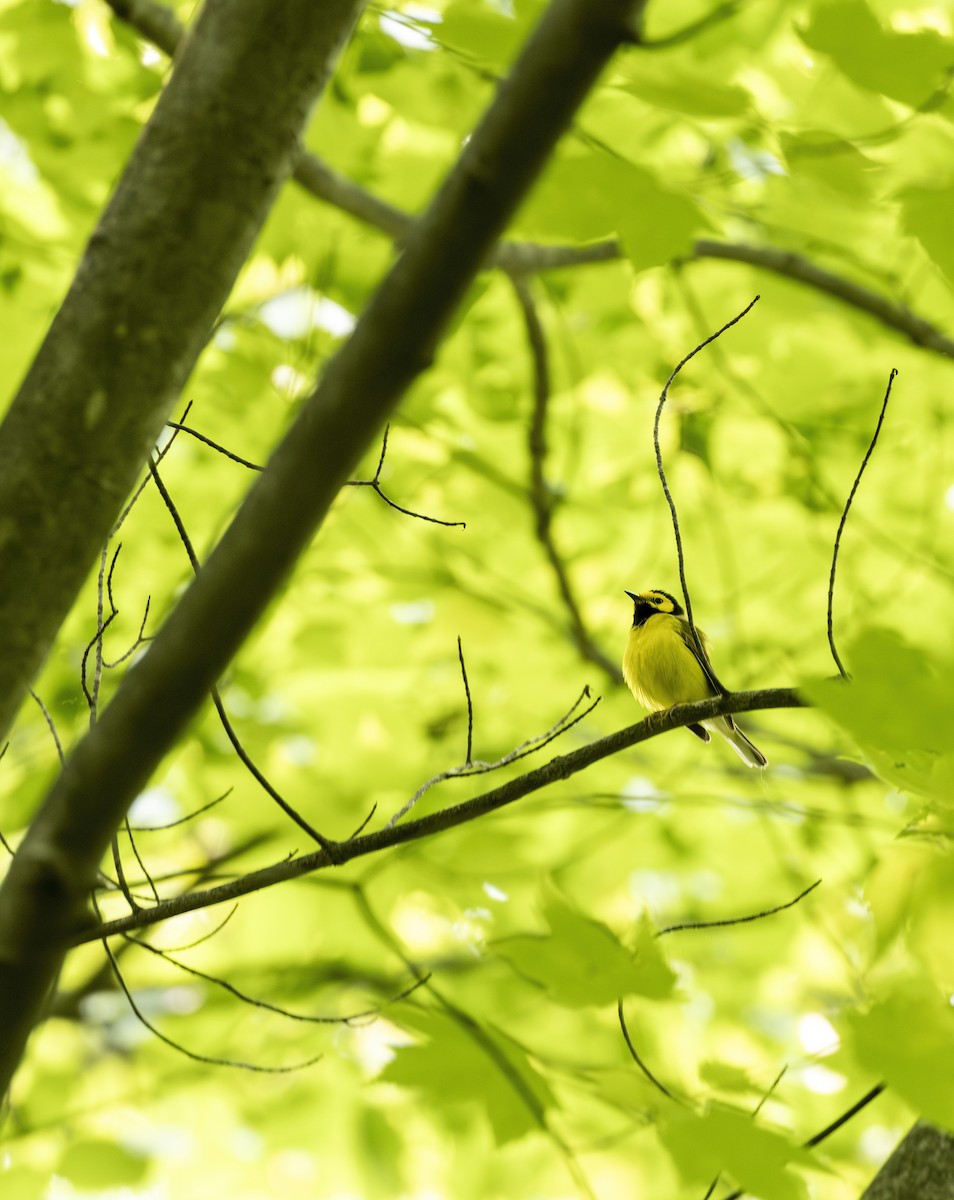 Болотянка чорногорла - ML645614716