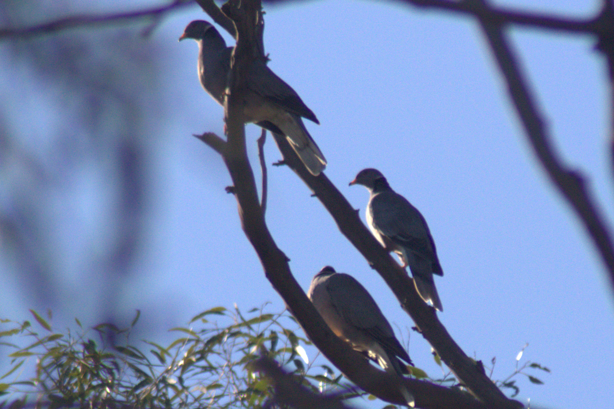 Band-tailed Pigeon - ML645614723