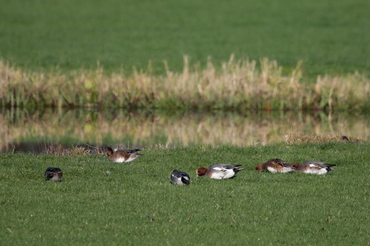 Зээрд нугас - ML645614732