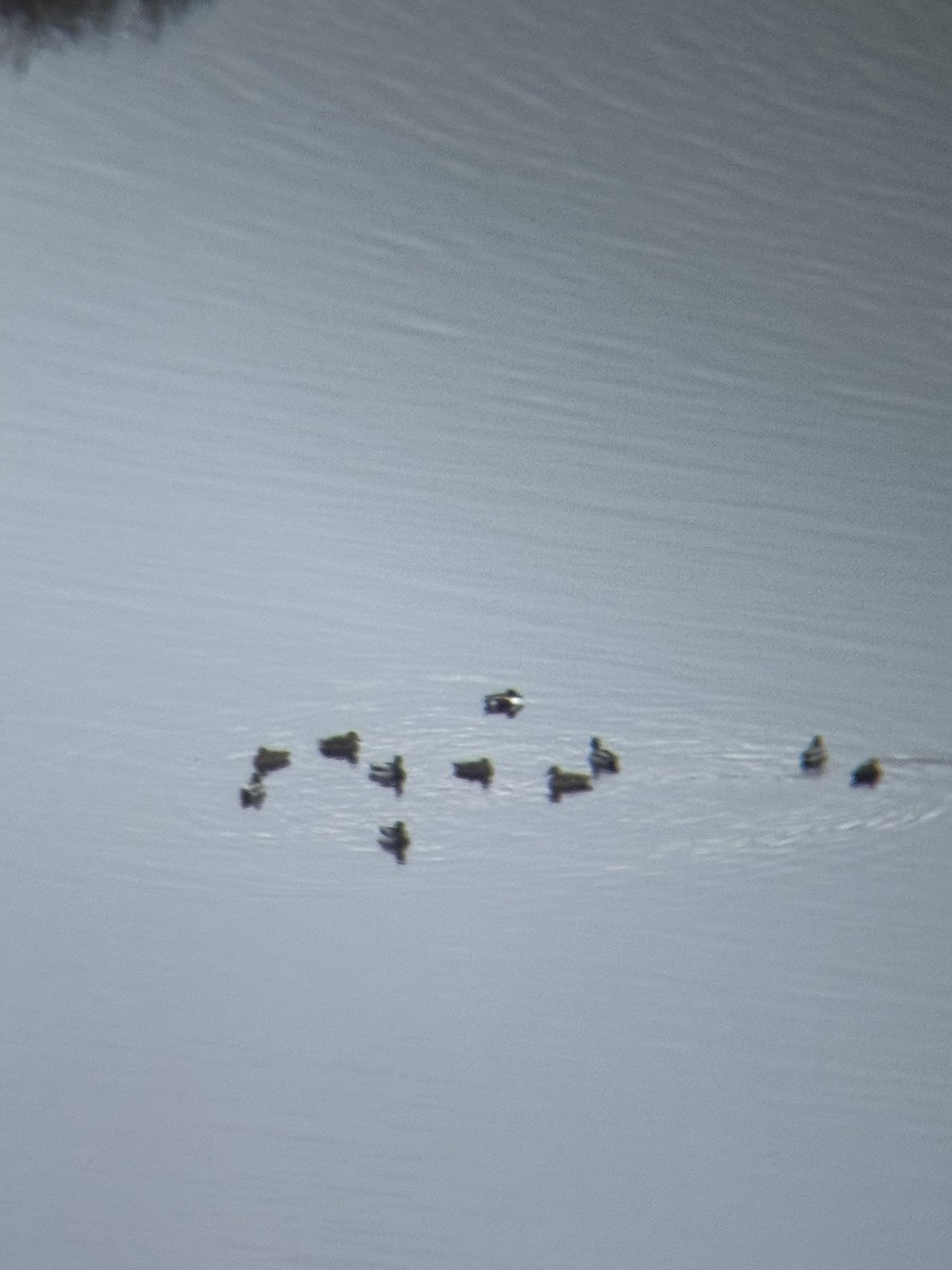 Northern Shoveler - ML645614733