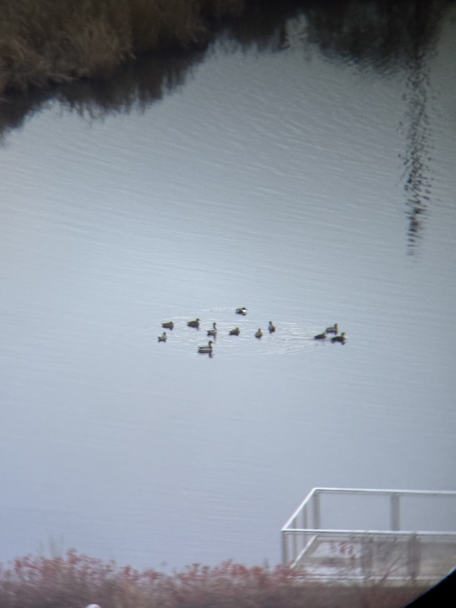 Northern Shoveler - ML645614734