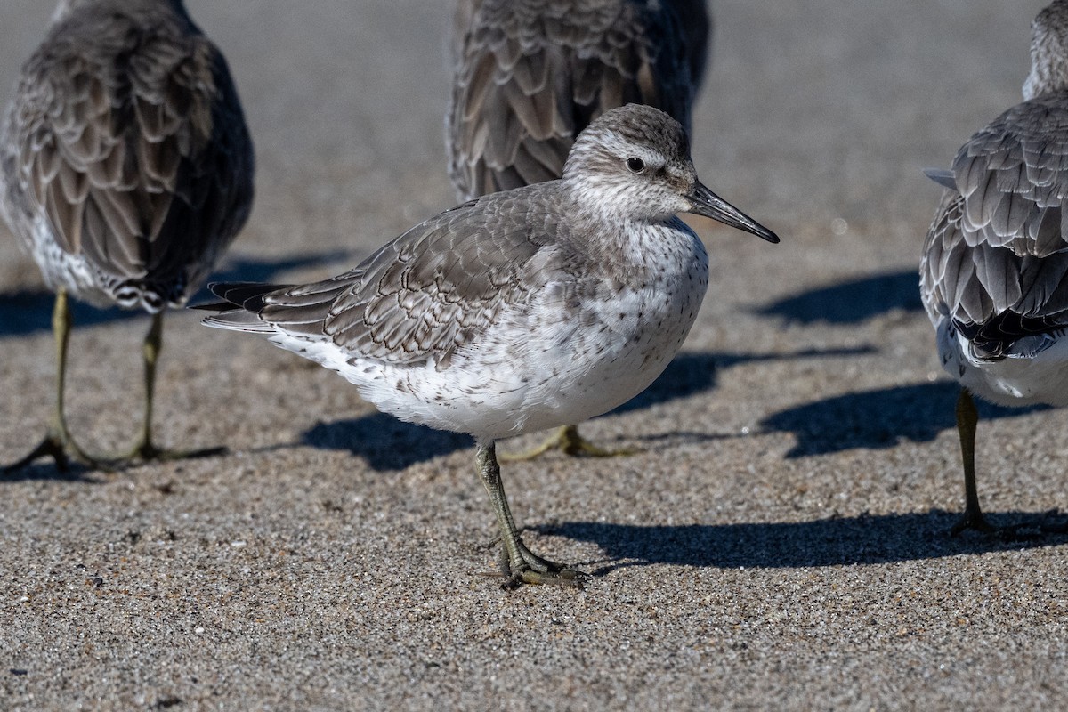 jespák rezavý - ML645614741