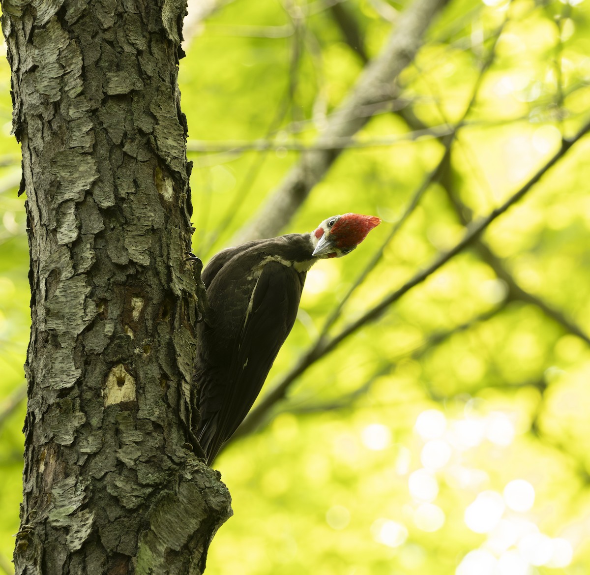 Жовна північна - ML645614744