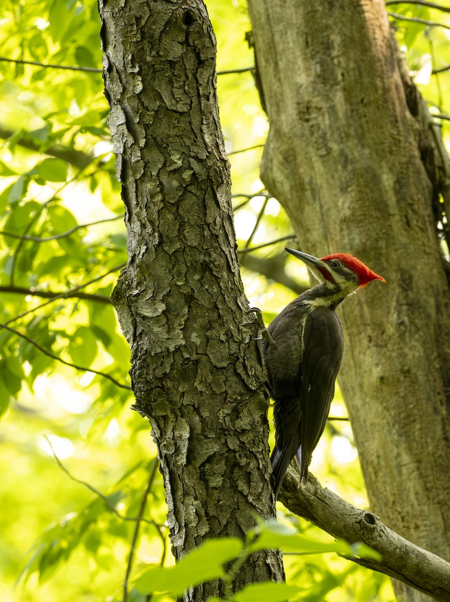 Жовна північна - ML645614745